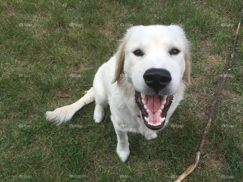 Look Ma, No Cavities