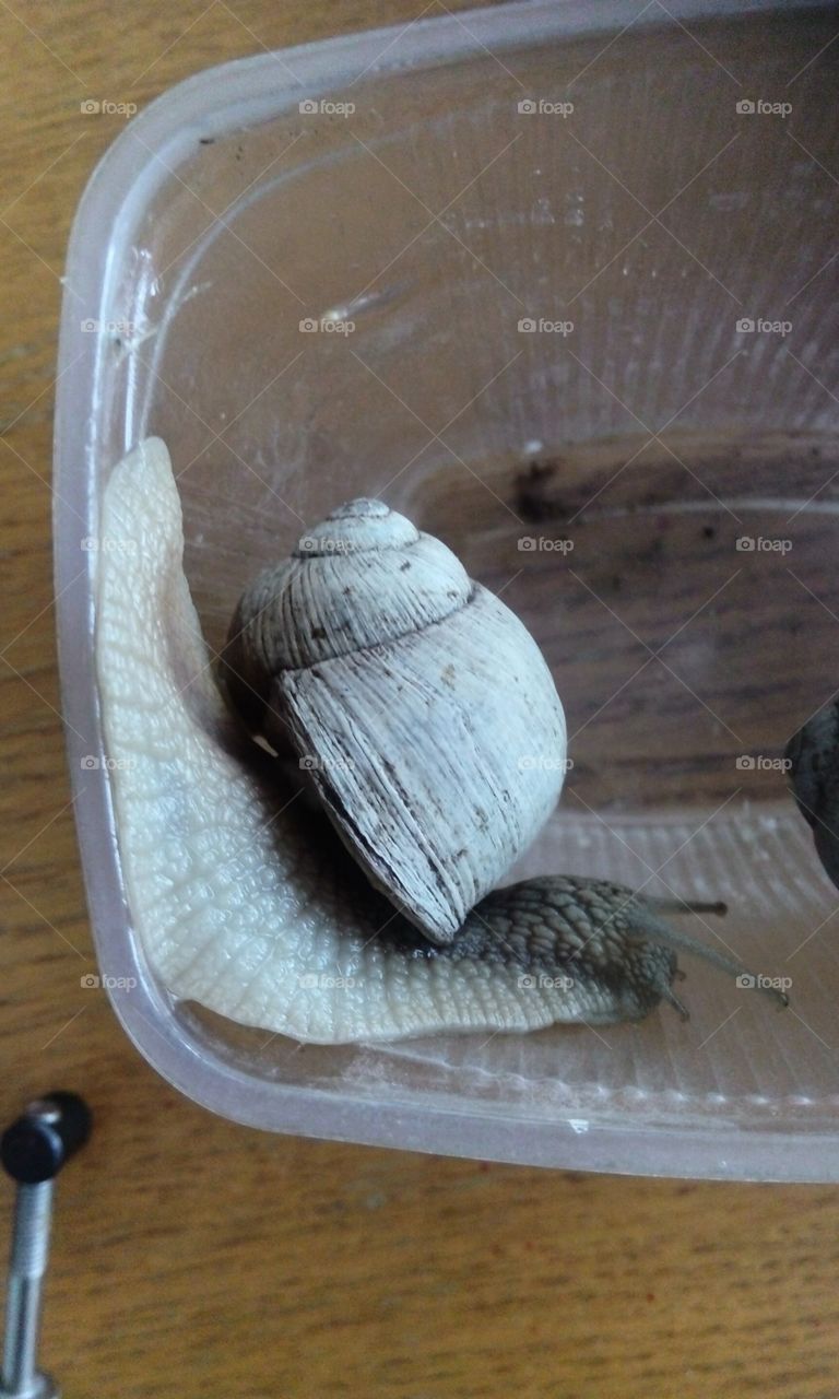 white snail