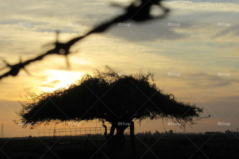 willow tree