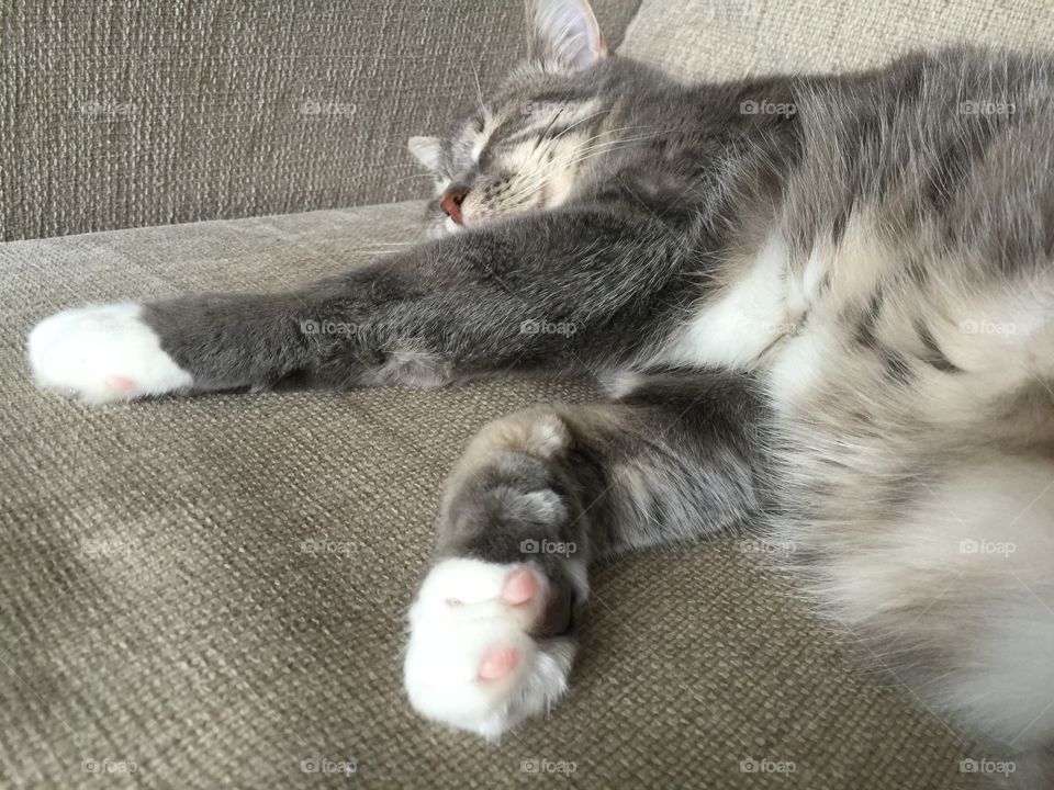 Sleeping kitten