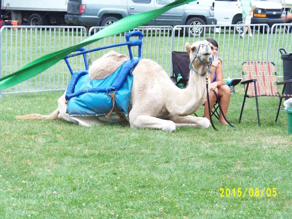 Camel rides