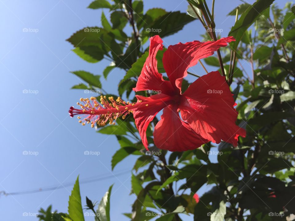 Hibiscus flower (Red)
