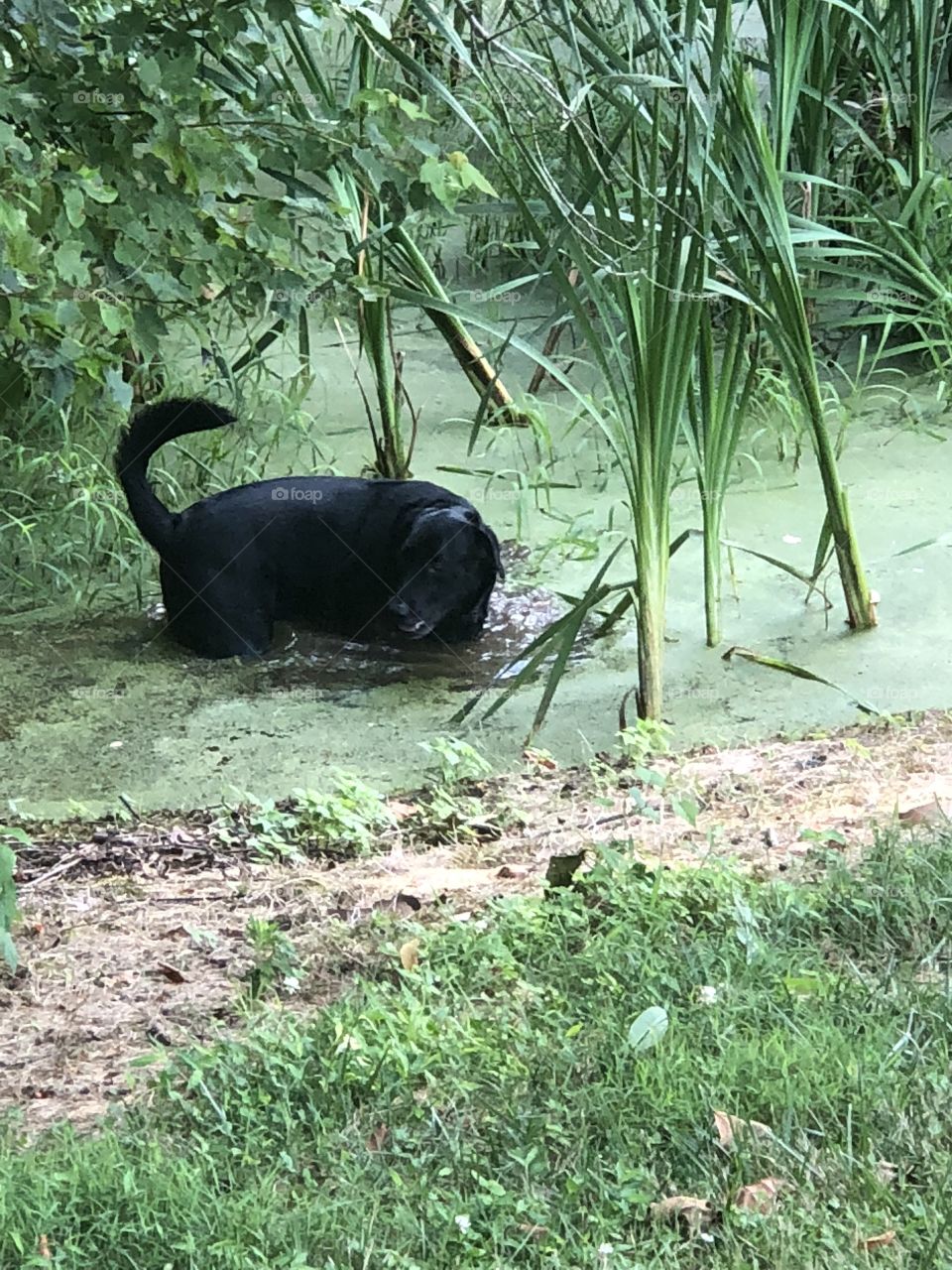 Lab in pond