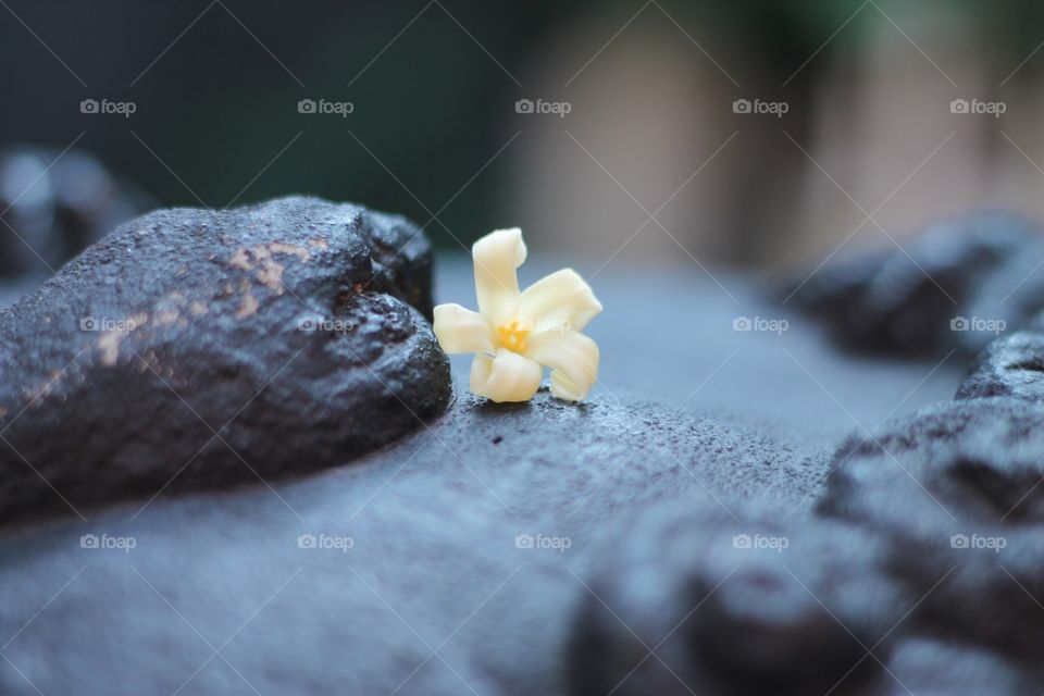 Flower on the stone