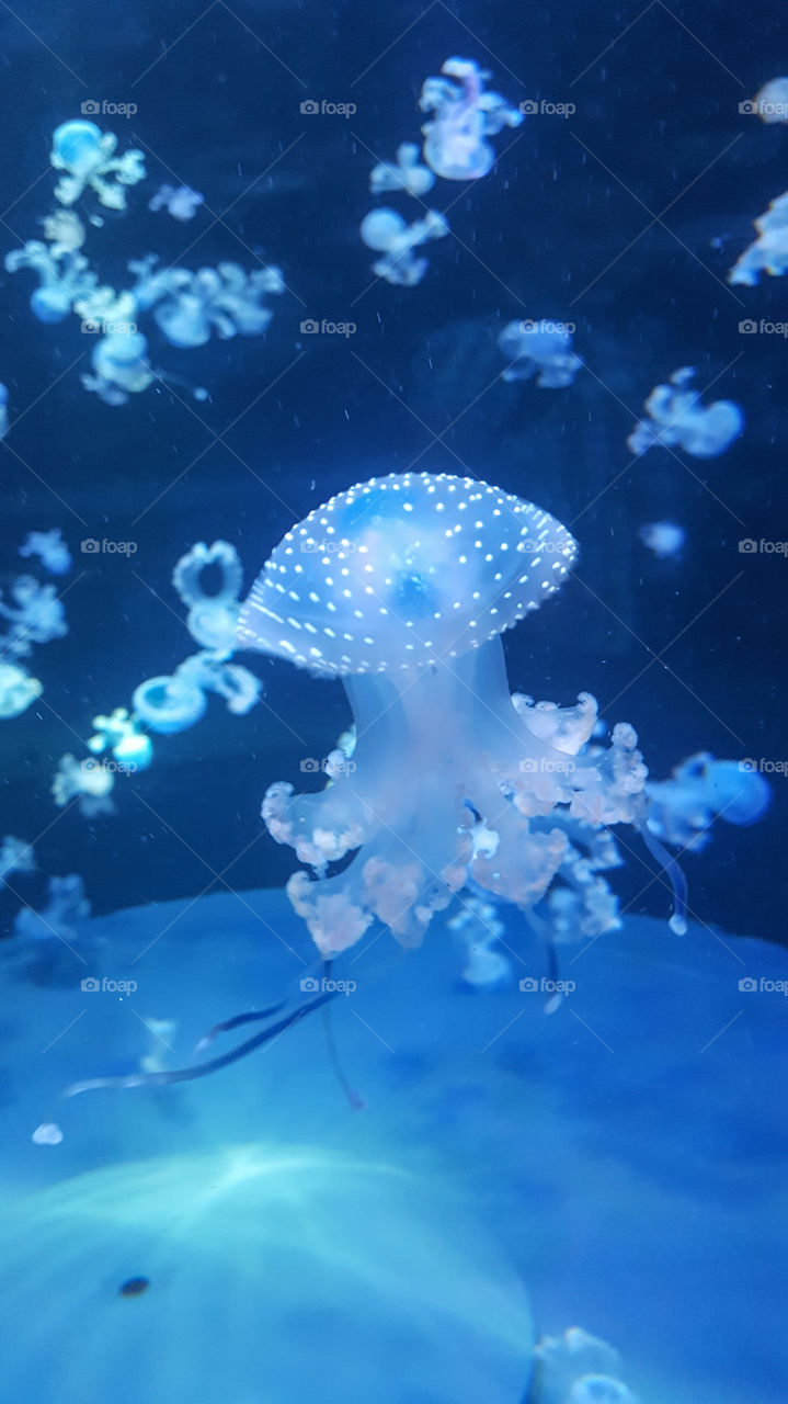 Jellyfish