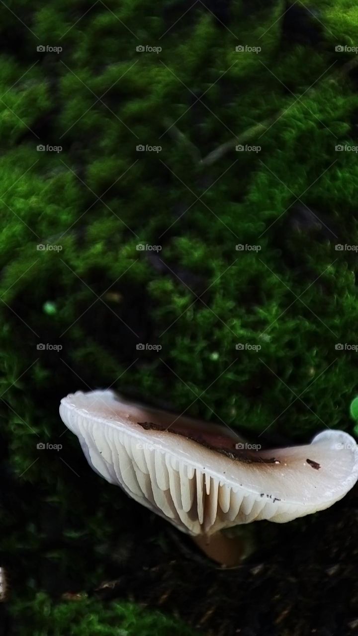 Macro photo of mushrooms in the forest