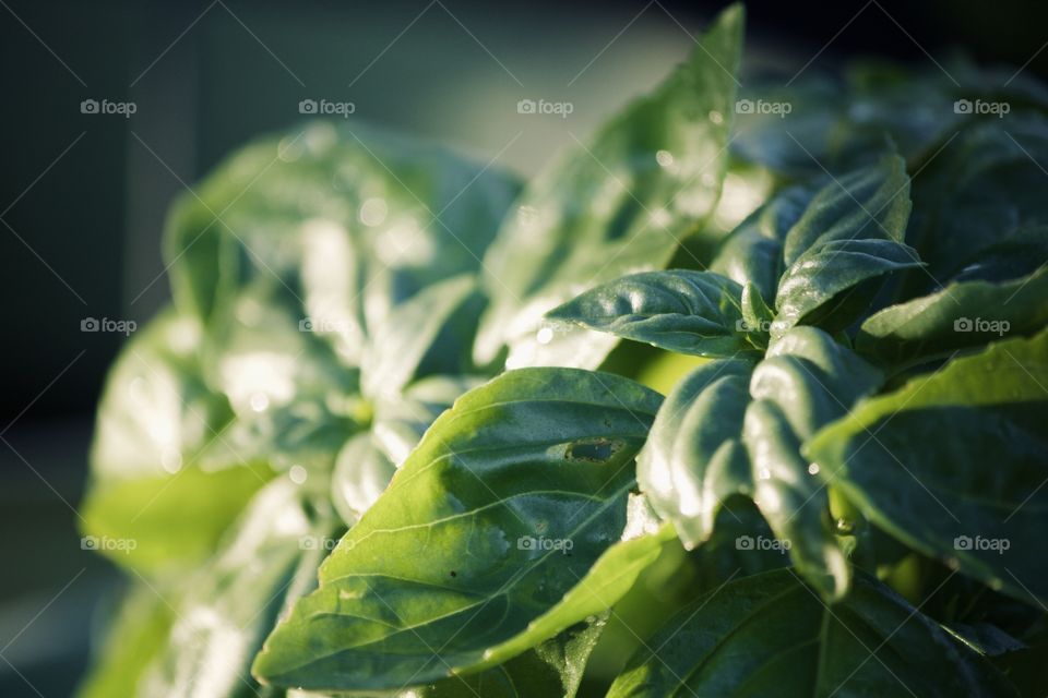 Freshly watered basil 