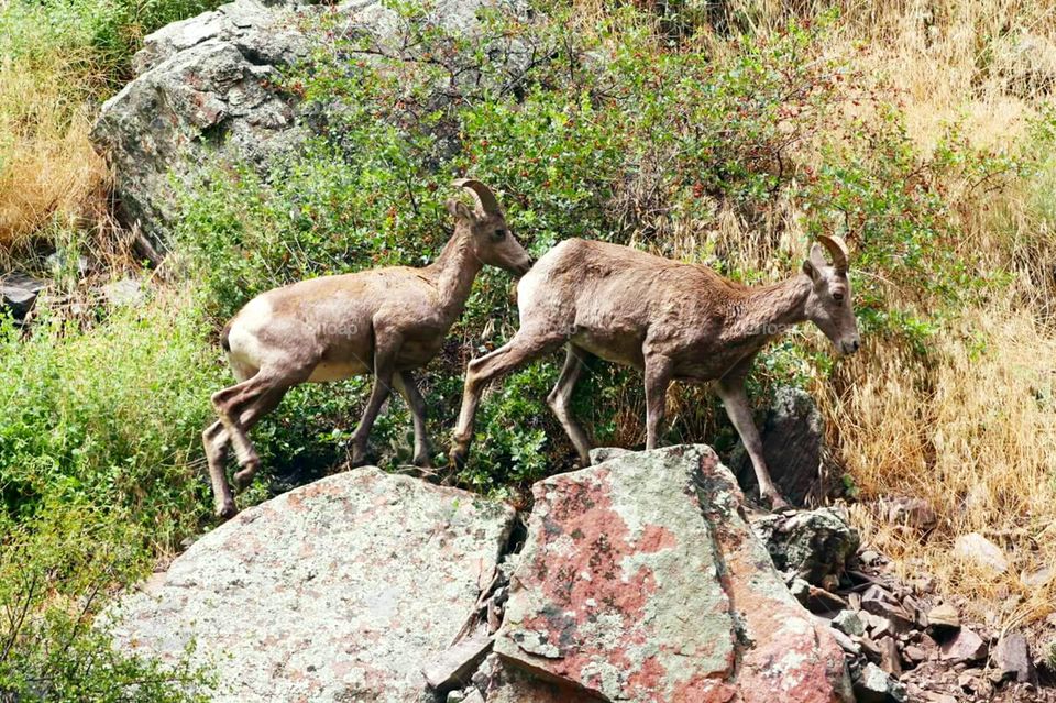 Big Horn Sheep Rocky Mountain National Park