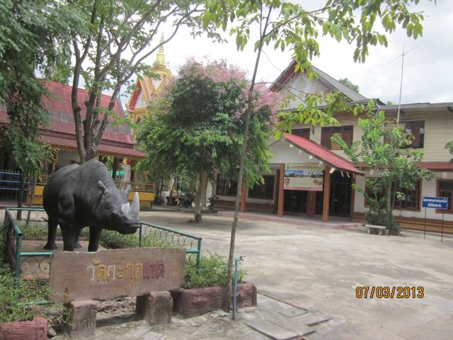 elephants