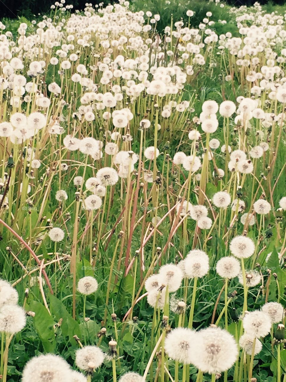 Field of dandelions