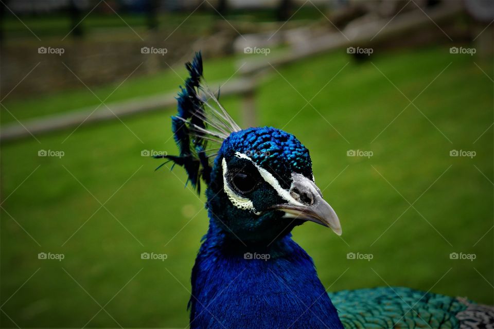 Peacock