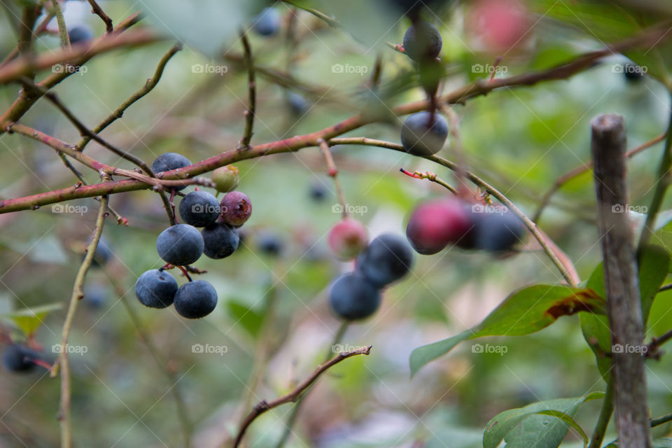 Fresh berries 