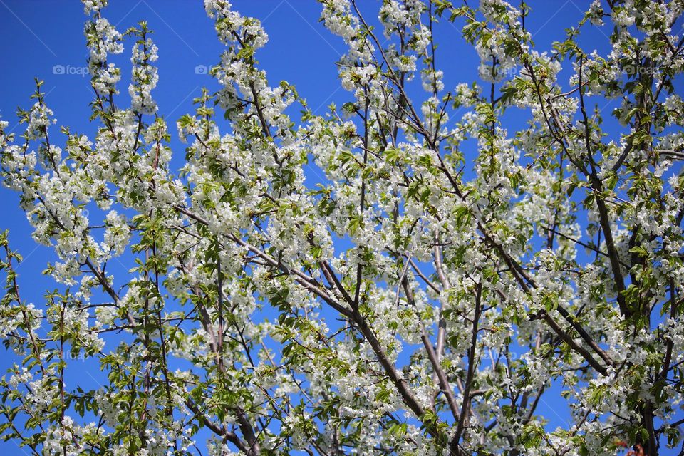 cherry blossoms