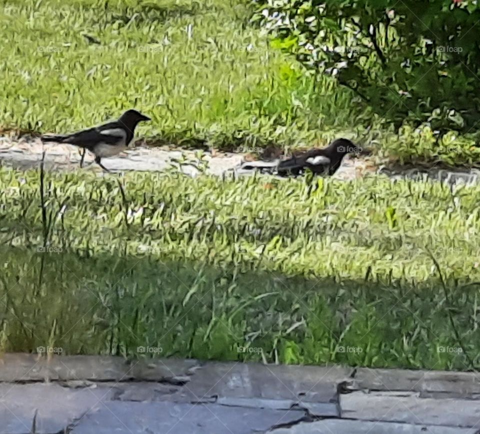 magpies in courtship in the park