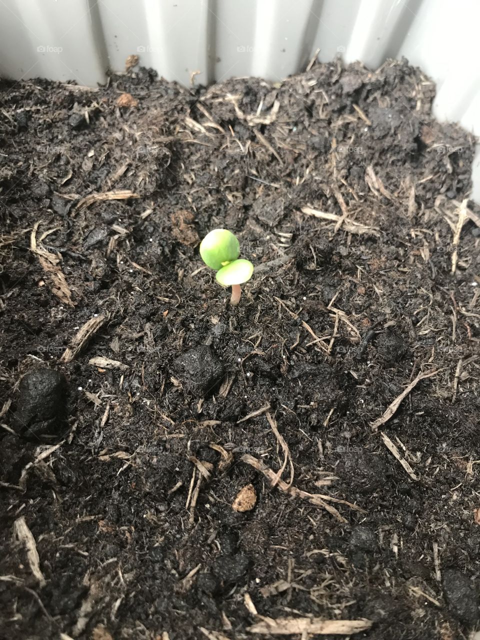 My very own Apple tree from seed🍏