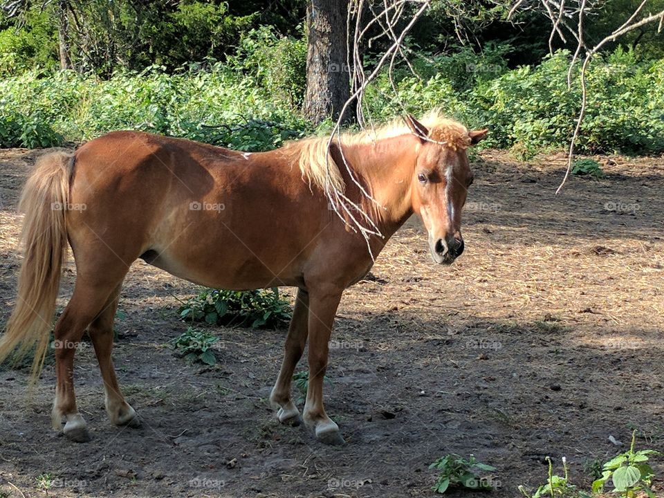 young pretty horse