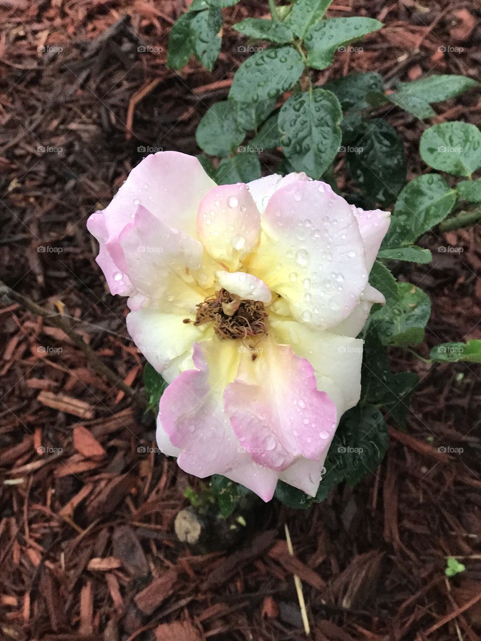 Rain on rose