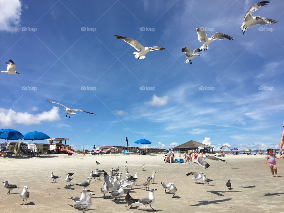 Tybee island 