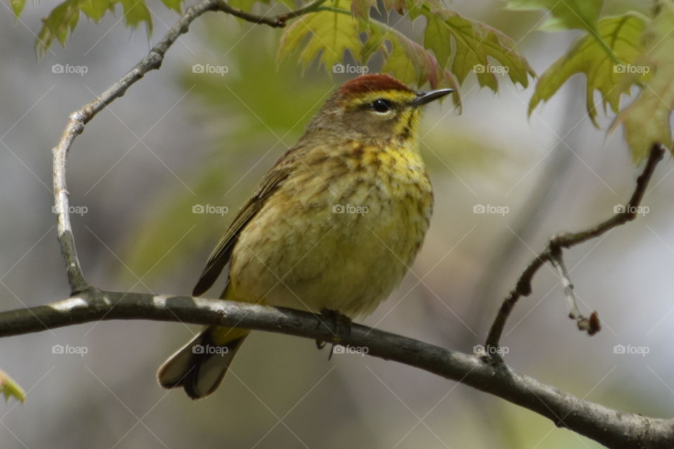 Pine Warbler. Pine Warbler