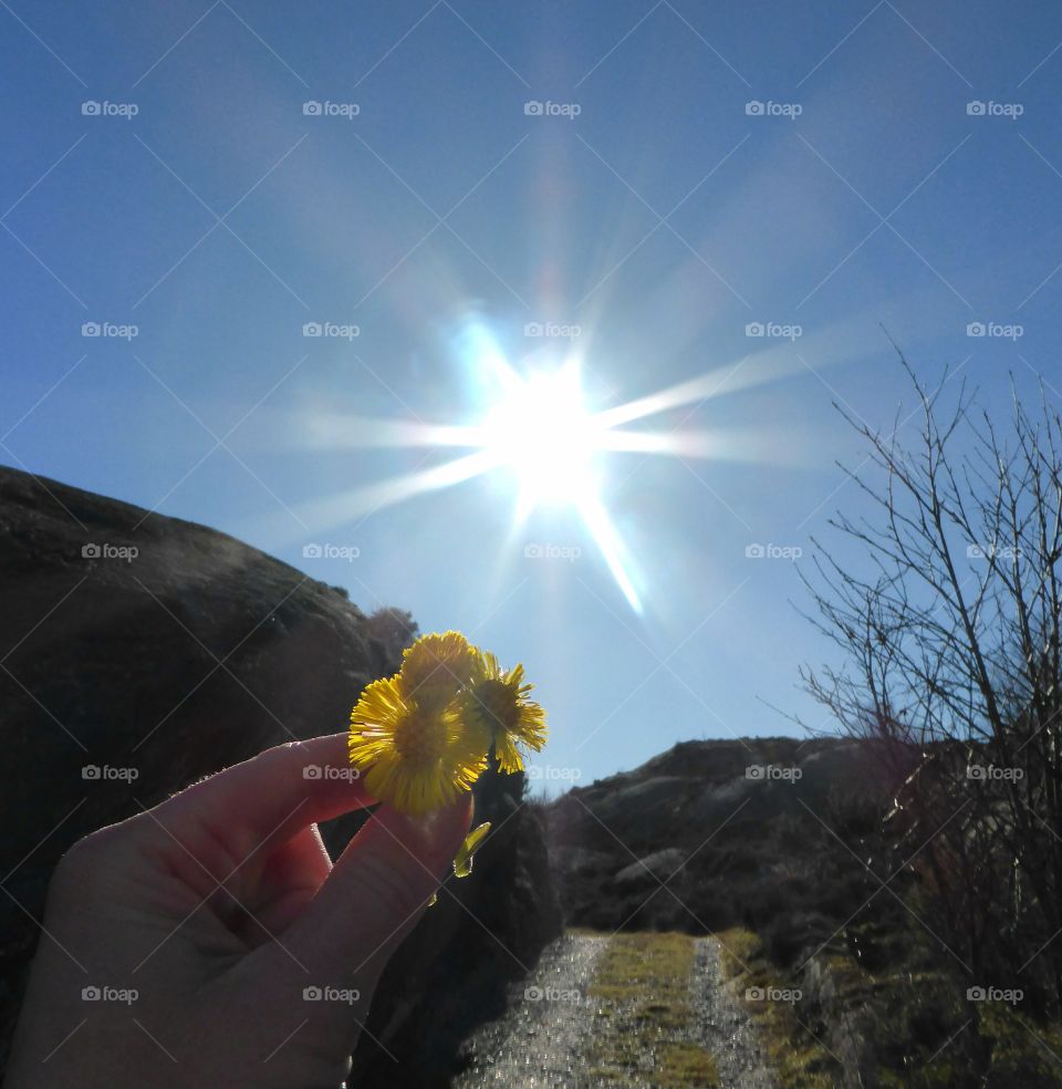 coltsfoot