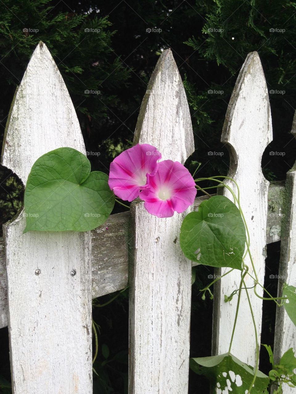 Morning glories on a fence