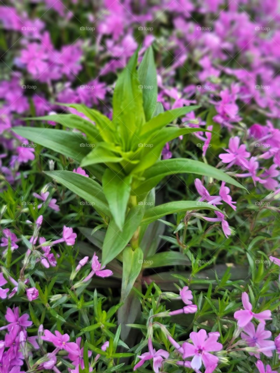 I love spring because its colors fill life with hope and color.