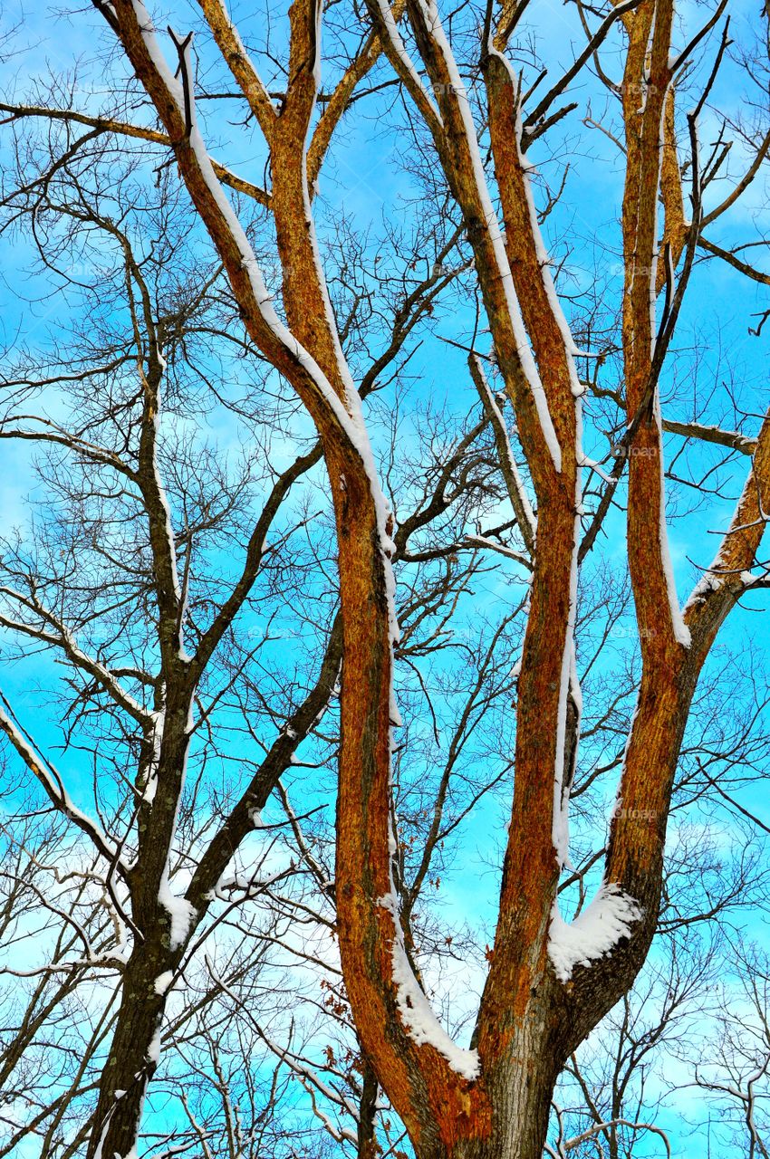 Snow covered trees & blue sky
