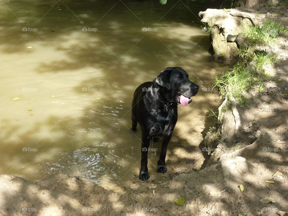 a wet lab after having a good play in the water