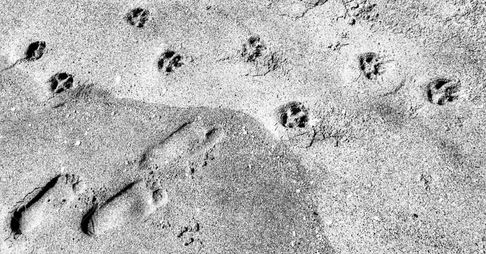 High angle view of dog's footprints on sand