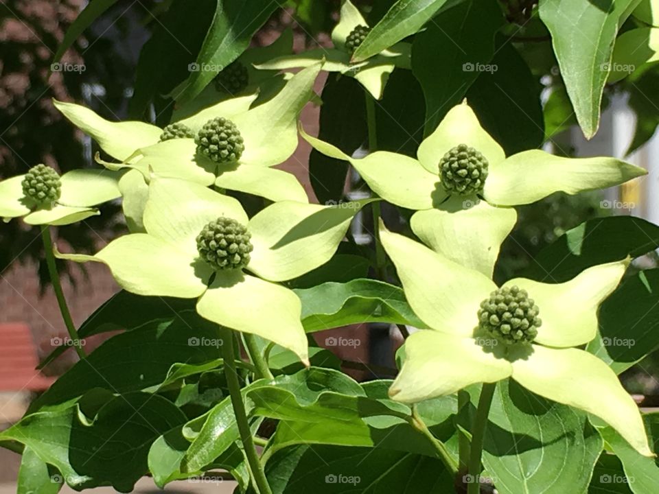 Blossoms in Spring