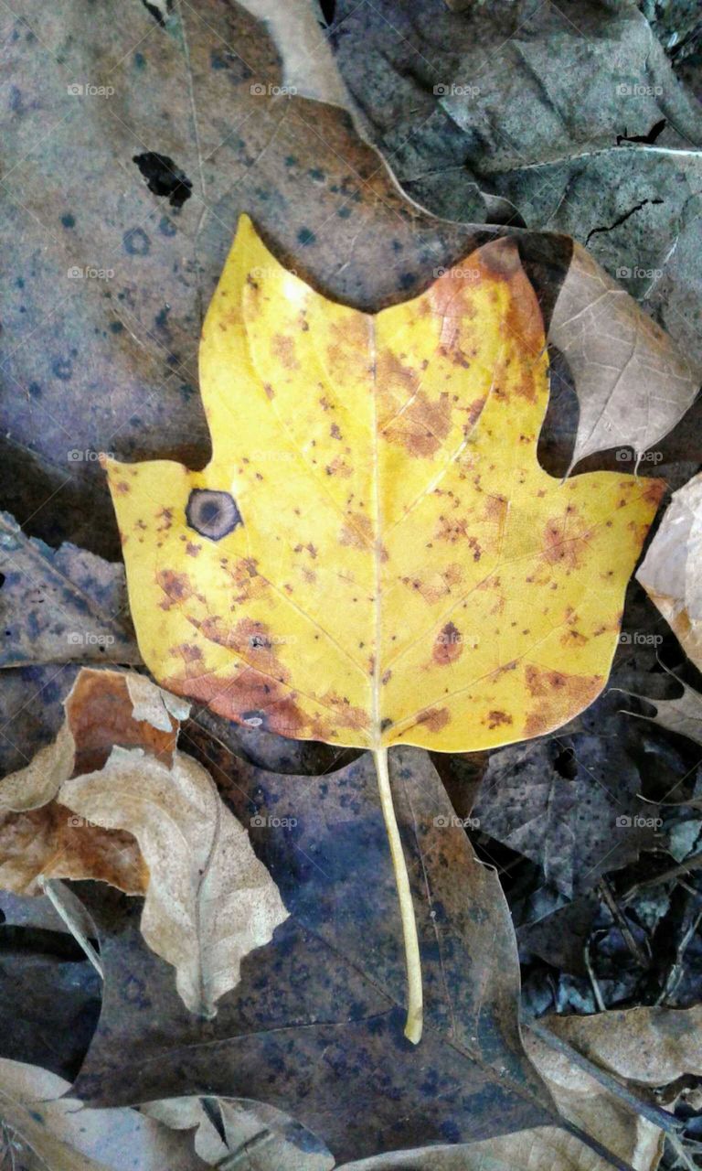 Fall Leaves