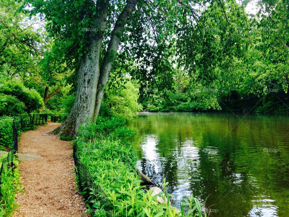Central Park greenery