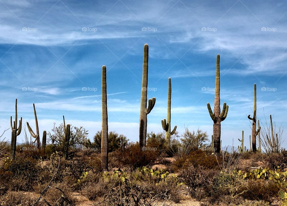 Saguaro National Park
