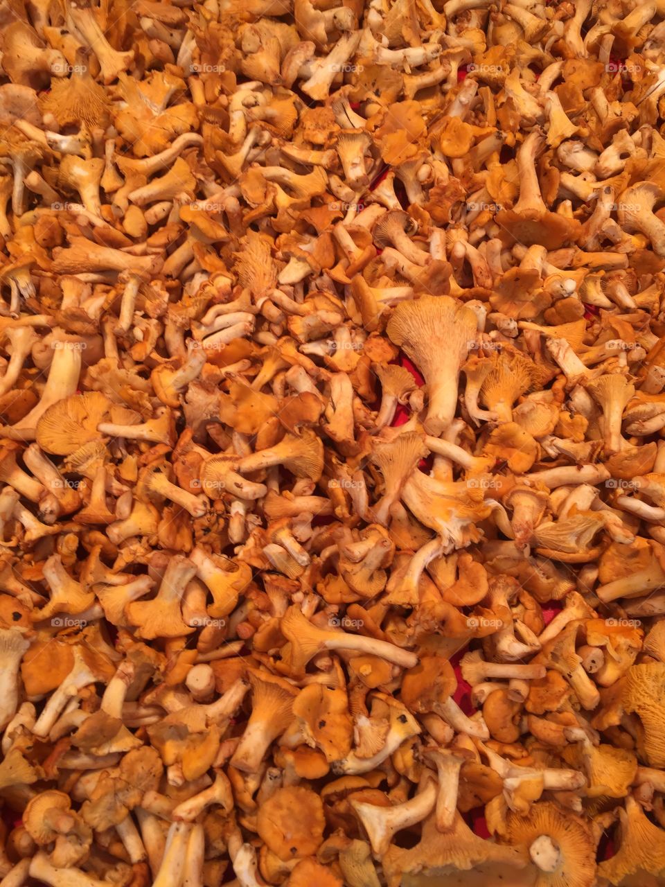 Chanterelles 