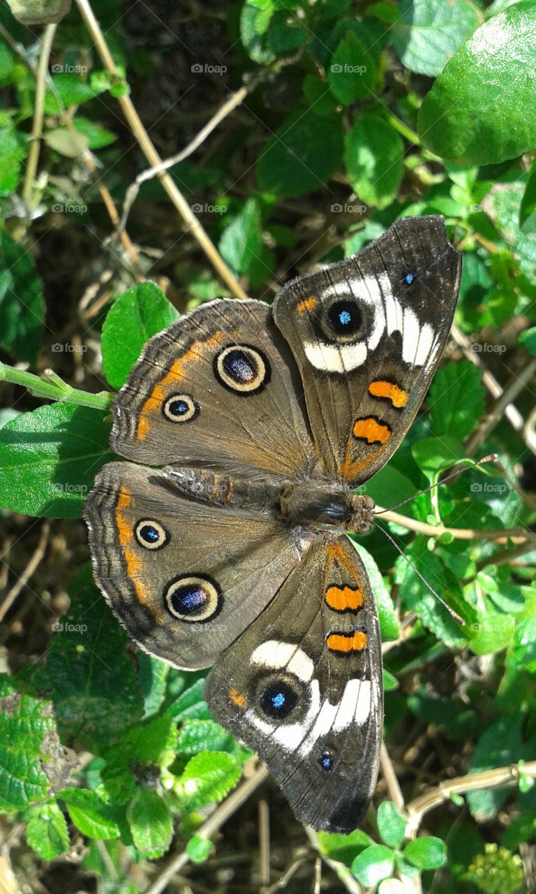 some butterflies have spits that appear like eyes to trick their predators.