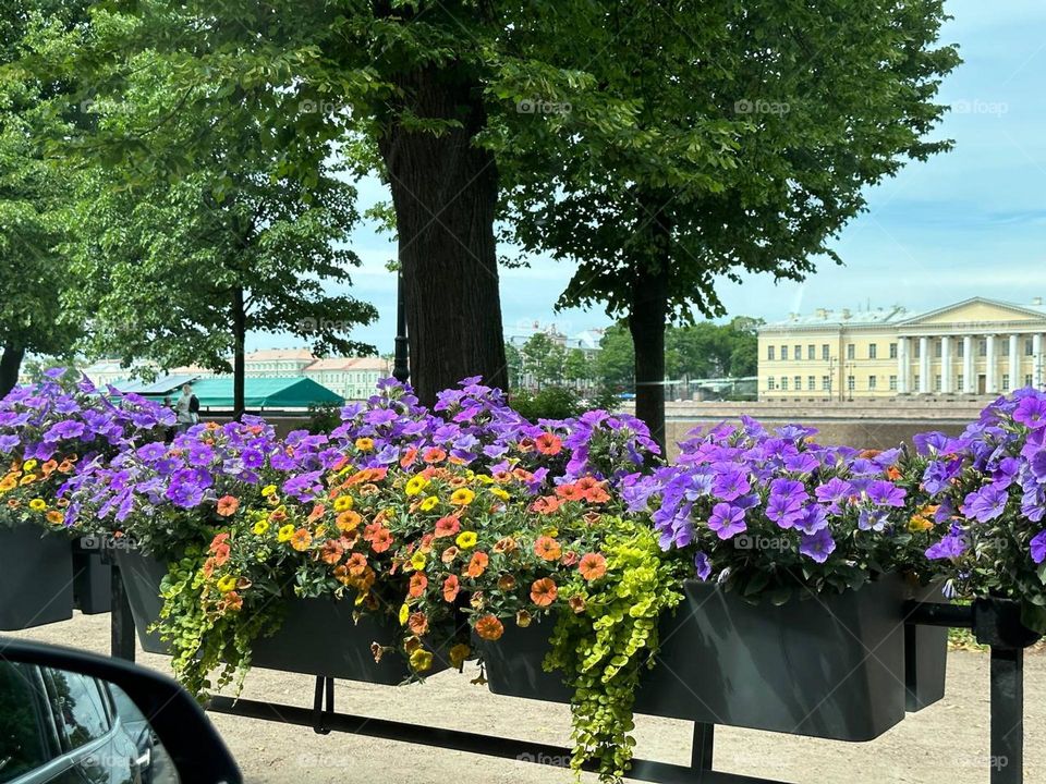 Flowers in the streets