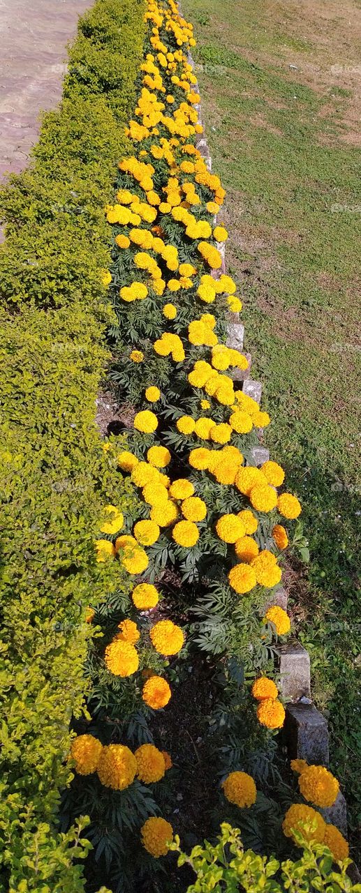 The yellow marigolds giving impression of spiring in Winter
