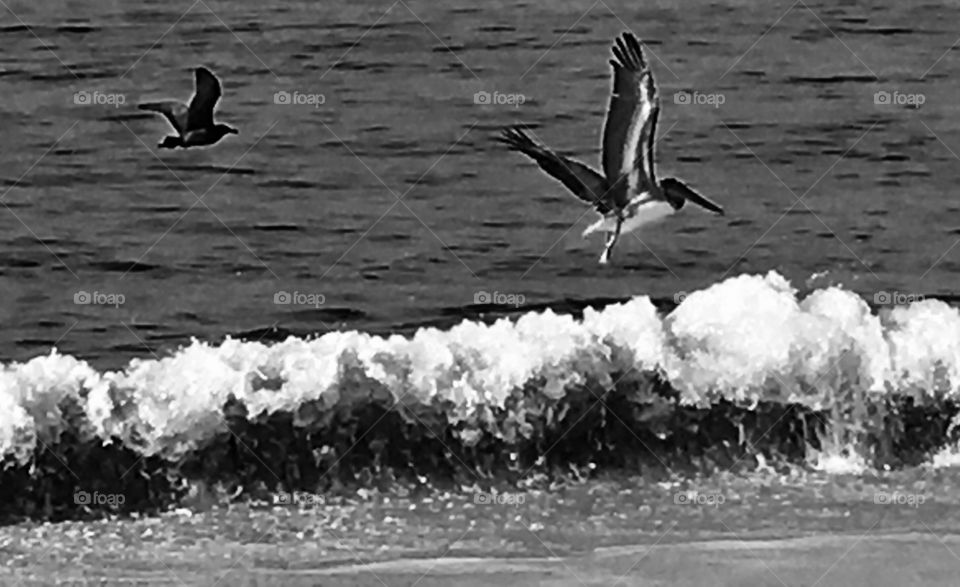 Pelicans  Unique Black & White