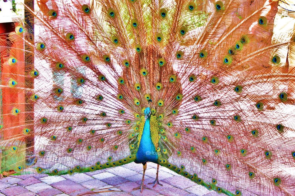 Close-up of a peacock