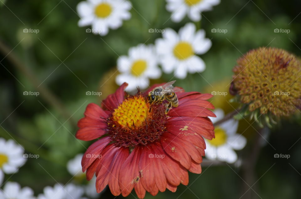 High angle view of bee pollinating on flower