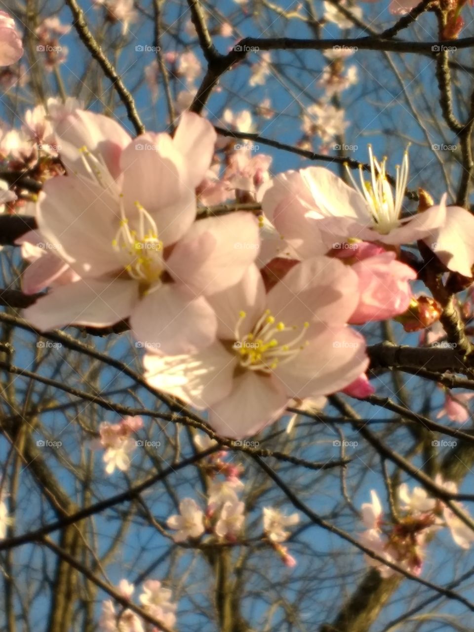 Closeup Cherry Blossoms