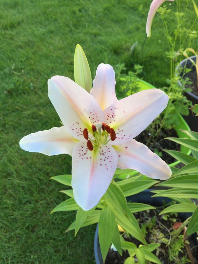 Minimalistic images
Fresh lily 