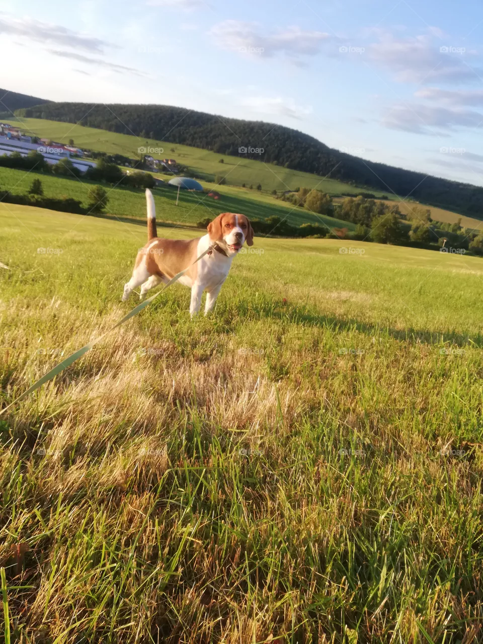 Benno
