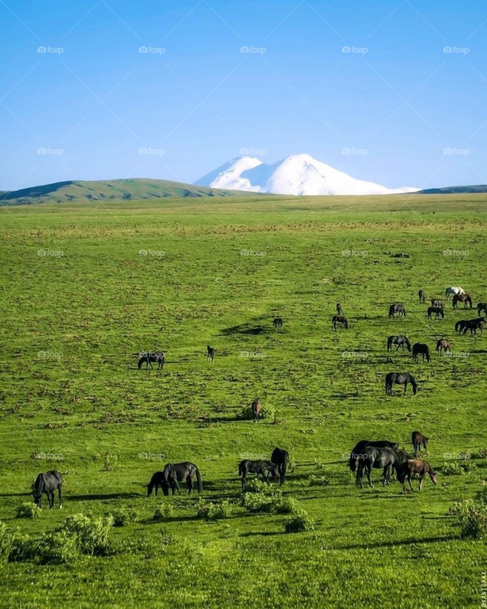 Elbrus on a background of green field 