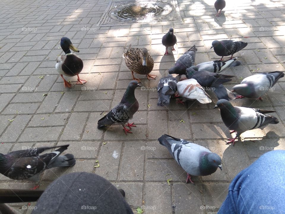 birds ducks and doves on a street pavement resting in the park