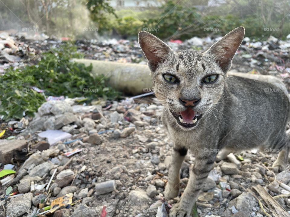Natural shooter the cat