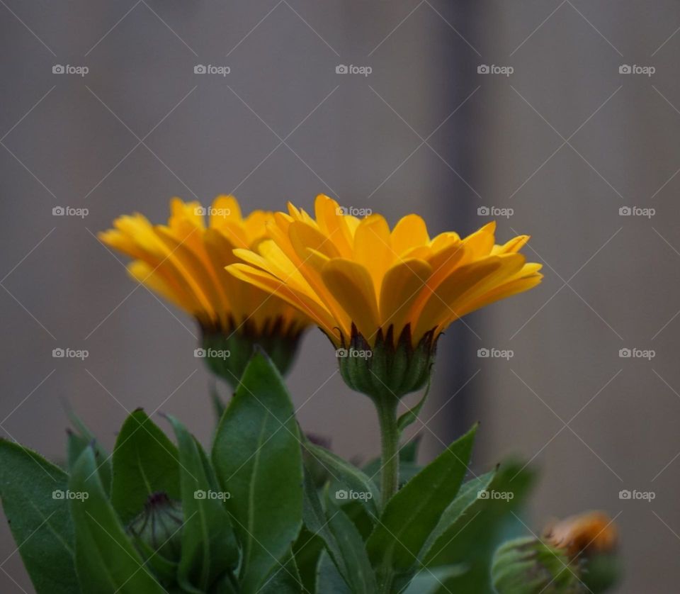 marigolds