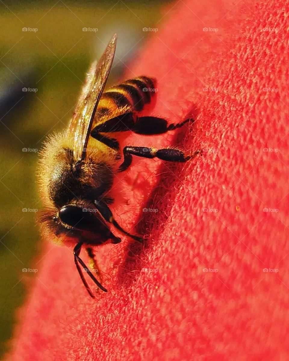 Captured this little bee while on a nature walk — just look at the details! 🐝 🐝
