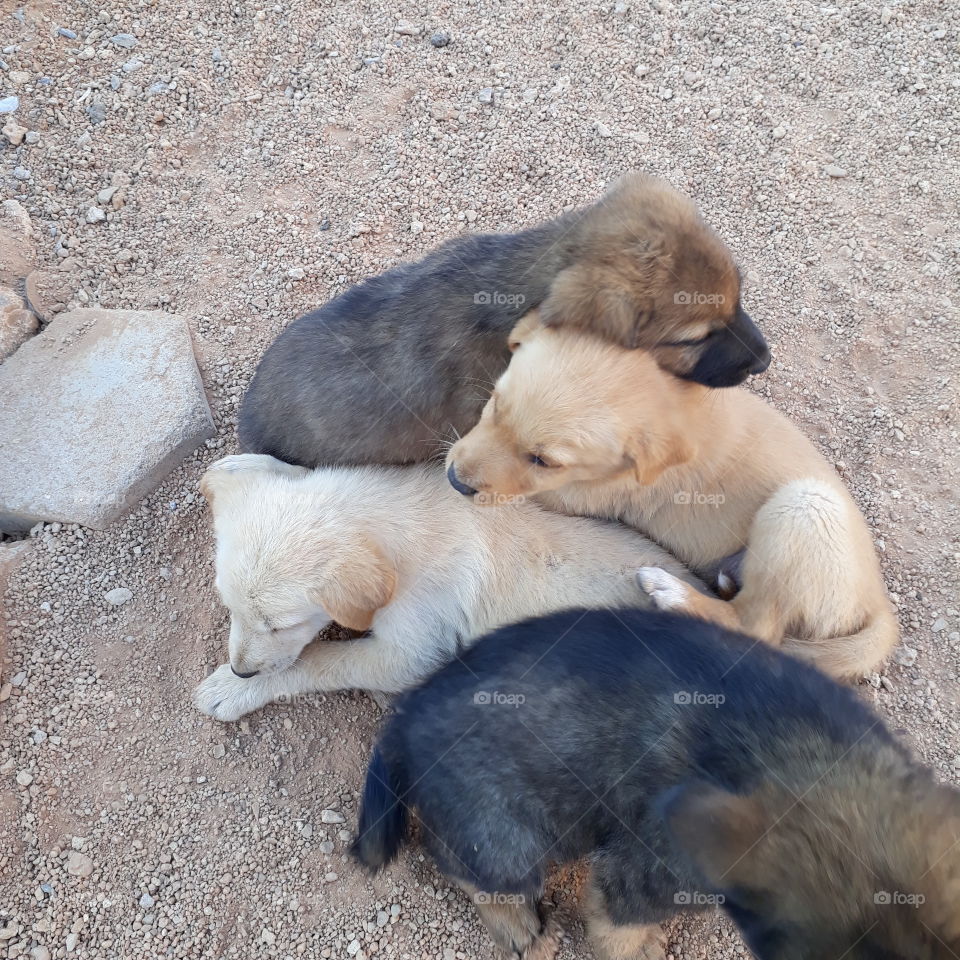 puppies in morning