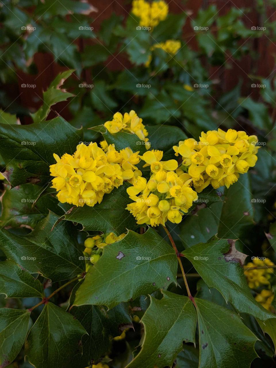 Holly with yellow blossoms
